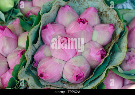 frische Lotus Knospe Blumenstrauß in Blumenmarkt (Pak Klong Talad, Thailand) Stockfoto