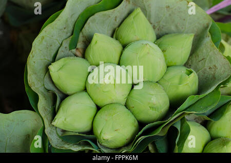 frische Lotus Knospe Blumenstrauß in Blumenmarkt (Pak Klong Talad, Thailand) Stockfoto