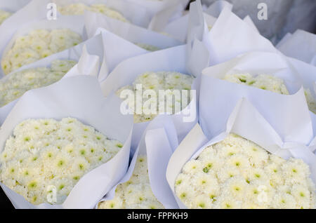 Schöne weiße Chrysantheme in Blumenmarkt, Thailand Stockfoto