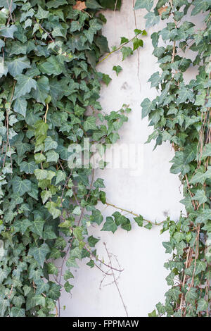 Grüne Ranken auf weißem Stuck Wand Stockfoto