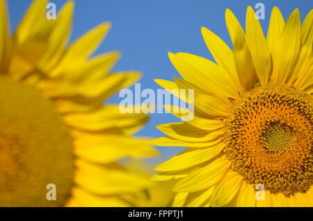 Schöne Sonnenblumen der Toskana in Italien gegen blauen Himmel Stockfoto