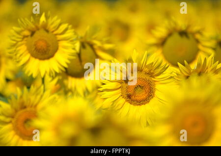 Schöne Sonnenblumen der Toskana in Italien gegen blauen Himmel Stockfoto