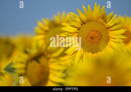 Schöne Sonnenblumen der Toskana in Italien gegen blauen Himmel Stockfoto