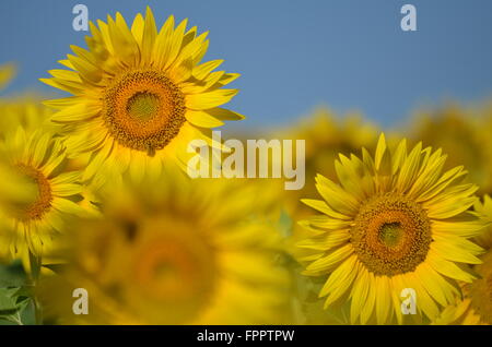 Schöne Sonnenblumen der Toskana in Italien gegen blauen Himmel Stockfoto