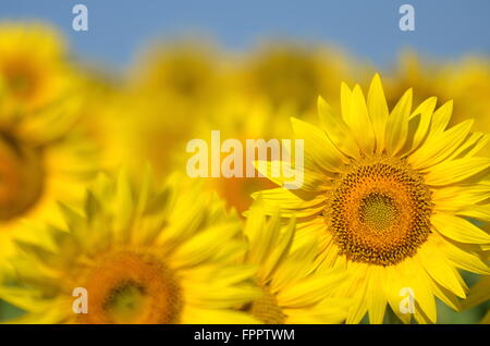 Schöne Sonnenblumen der Toskana in Italien gegen blauen Himmel Stockfoto