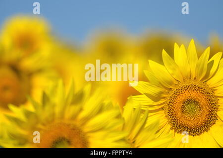 Schöne Sonnenblumen der Toskana in Italien gegen blauen Himmel Stockfoto