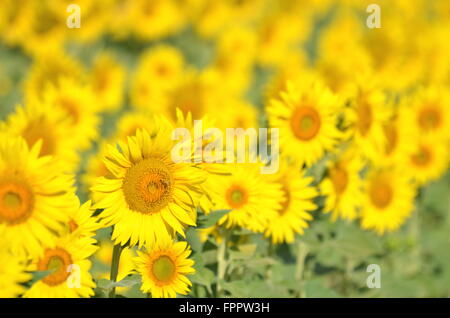 Schöne Sonnenblumen der Toskana in Italien gegen blauen Himmel Stockfoto