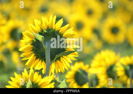 Schöne Sonnenblumen der Toskana in Italien gegen blauen Himmel Stockfoto