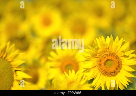 Schöne Sonnenblumen der Toskana in Italien gegen blauen Himmel Stockfoto