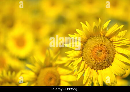 Schöne Sonnenblumen der Toskana in Italien gegen blauen Himmel Stockfoto