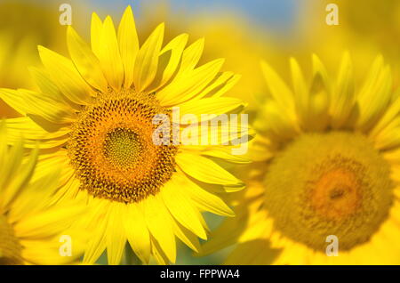 Schöne Sonnenblumen der Toskana in Italien gegen blauen Himmel Stockfoto