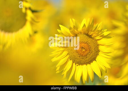 Schöne Sonnenblumen der Toskana in Italien gegen blauen Himmel Stockfoto