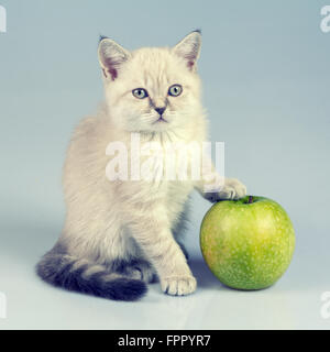 Studioportrait von kleinen Kätzchen mit grünem Apfel Stockfoto