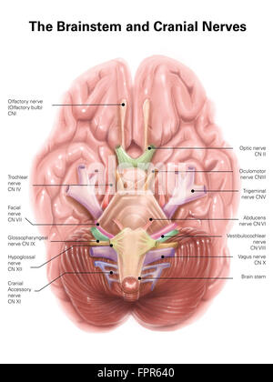 Anatomie des menschlichen Hirnstamm und Hirnnerven. Stockfoto