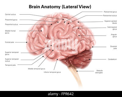 Menschliche Gehirn Anatomie, seitliche Ansicht. Stockfoto