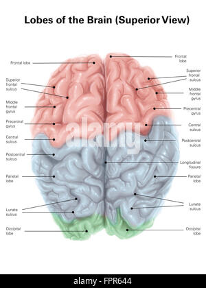 Überlegene Ansicht des menschlichen Gehirns mit farbigen Lappen und Etiketten. Stockfoto