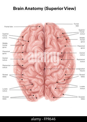 Menschliche Gehirn Anatomie, hervorragende Aussicht. Stockfoto
