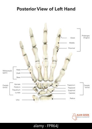 Hintere Ansicht der linken Hand, mit Etiketten. Stockfoto