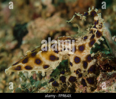 Blau-beringte Krake, Lembeh Strait, Indonesien. Stockfoto