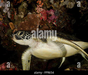 Grüne Schildkröte, Bunaken Marine Park, Indonesien. Stockfoto