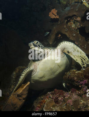 Grüne Schildkröte, Bunaken Marine Park, Indonesien. Stockfoto