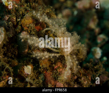 Dekorateur Krabbe, Lembeh Strait, Indonesien. Stockfoto