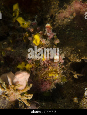 Warzige Anglerfisch, Lembeh Strait, Indonesien. Stockfoto