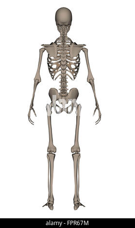 Rückansicht des menschlichen Skeletts, isoliert auf weißem Hintergrund. Stockfoto