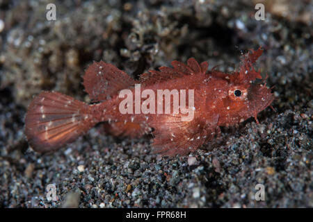 Eine juvenile Ambon Drachenköpfe (Pteroidichthys Amboinensis) sitzt auf dem sandigen Meeresboden der Horseshoe Bay im Komodo National Park, Stockfoto