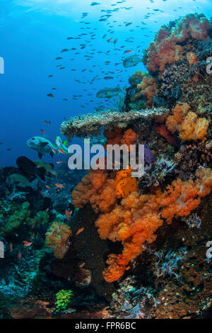 Weich- und Hartkorallen wachsen auf ein gesundes Riff im Nationalpark Komodo, Indonesien. Diese tropischen Region in Indonesien ist bekannt für i Stockfoto