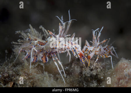 Ein paar der stacheligen Tigergarnele (Phyllognathia Ceratophthalma) kriechen auf dem Meeresboden der Lembeh Strait, Indonesien. Lembeh Strait ist Stockfoto