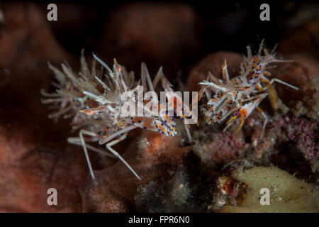 Ein paar der stacheligen Tigergarnele (Phyllognathia Ceratophthalma) kriechen auf dem Meeresboden der Lembeh Strait, Indonesien. Lembeh Strait ist Stockfoto