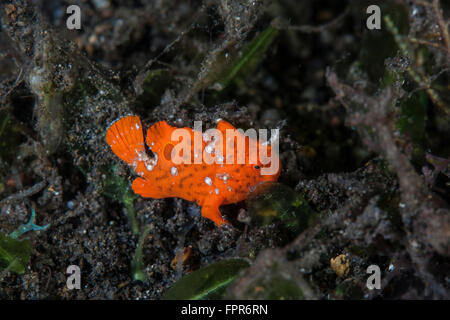 Eine juvenile gemalten Anglerfisch (Antennarius Pictus) sitzt auf dem Meeresboden der Komodo National Park, Indonesien. Diese tropischen Region ich Stockfoto