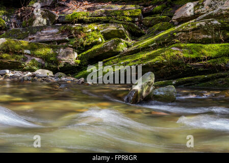 Die Schneeschmelze rauscht vorbei an bemoosten Felsen entlang Deep Creek in den Great Smoky Mountains National Park Stockfoto