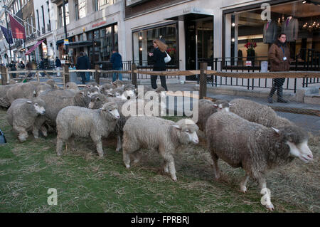 Herden von Schafen in Savile Row London Westminster UK Stockfoto