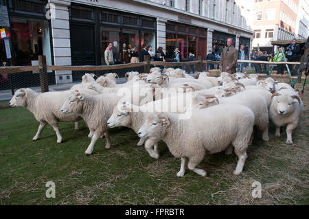 Herden von Schafen in Savile Row London Westminster UK Stockfoto