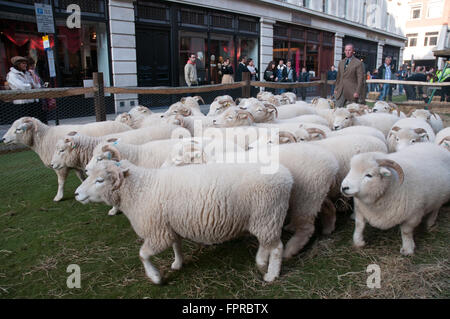 Herden von Schafen in Savile Row London Westminster UK Stockfoto