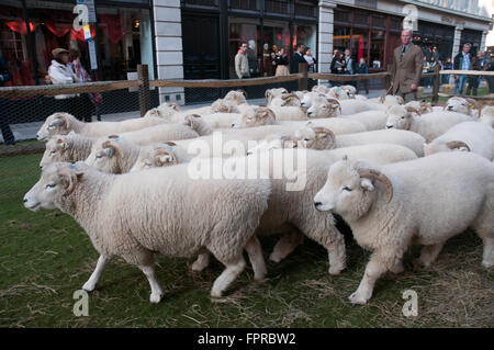 Herden von Schafen in Savile Row London Westminster UK Stockfoto