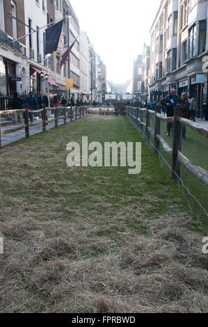 Herden von Schafen in Savile Row London Westminster UK Stockfoto