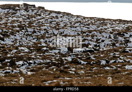 Rote Rotwild Hirsch, fotografiert von der Summer Isles Straße, in der Nähe von Ullapool in den westlichen Highlands von Schottland Stockfoto