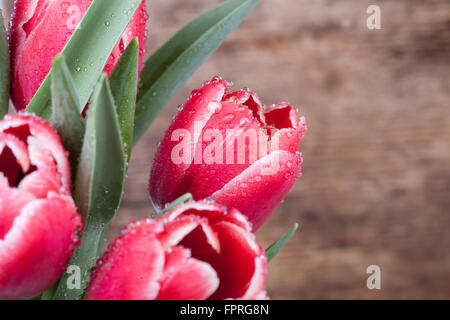 Tulpen in Tropfen Tau auf einem Hintergrund von Holzbrettern Stockfoto