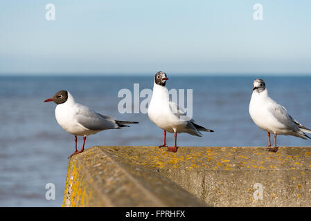 Drei Möwen auf einem seawall Stockfoto