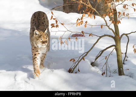 Eurasischer Luchs (Lynx Lynx) Wandern im Schnee, im Bayerischen Wald Deutschland Stockfoto