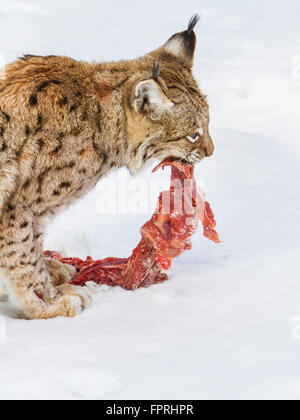 Eurasischer Luchs (Lynx Lynx) Chewhing Fleisch im Schnee im Winter, Bayerischer Wald Deutschland Stockfoto