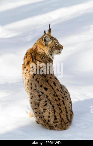 Eurasischer Luchs (Lynx Lynx) stehen im Schnee im Winter, Bayerischer Wald Deutschland Stockfoto