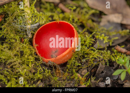 Scharlachroten Elfcup (Sarcoscypha Austriaca) Pilz. Stockfoto