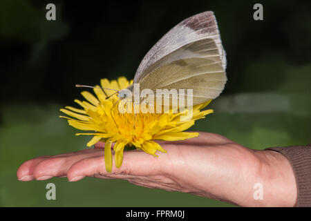 Weißer Schmetterling sitzt auf zarte Frauenhand, Nahaufnahme Stockfoto