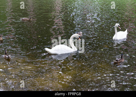 weiße Schwäne mit der Nachwelt Schwimmer auf einem Teich Stockfoto