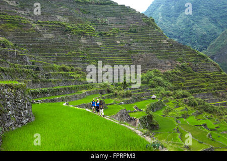 Banaue Reis-Terrassen in der Nähe von Batad Stockfoto