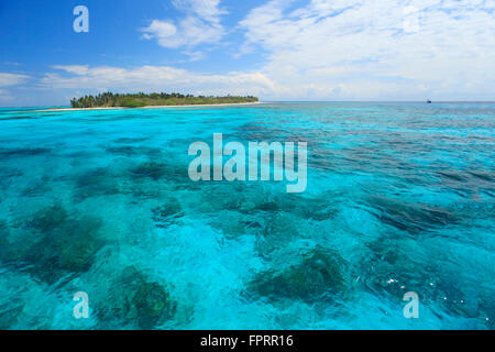 Half Moon Caye eine Insel mit dem Rest des Cordia sebestena Waldes, einer geschützten Korallenlagune, dem Barrier Reef Reserve, dem Lighthouse Reef Atoll, Belize Stockfoto